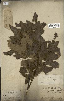 spécimen de Quercus afares