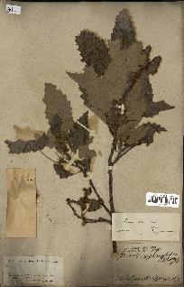spécimen de Quercus afares