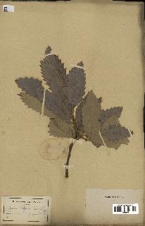 spécimen de Quercus afares