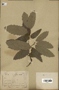 spécimen de Quercus afares
