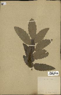 spécimen de Quercus afares