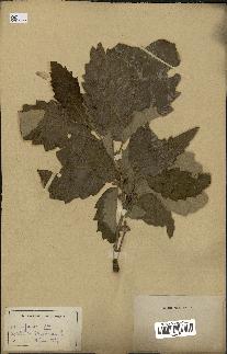 spécimen de Quercus afares