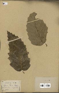 spécimen de Quercus afares