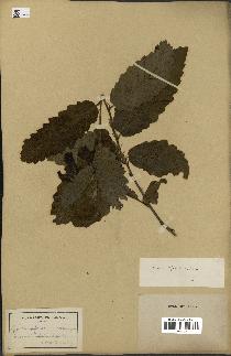 spécimen de Quercus afares