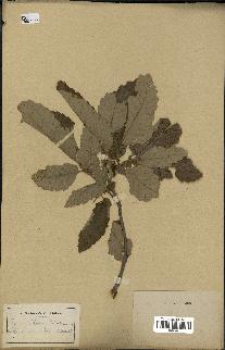 spécimen de Quercus afares