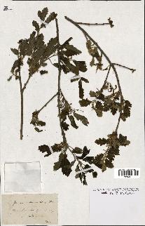 spécimen de Quercus pubescens