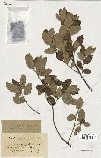 spécimen de Quercus ilex