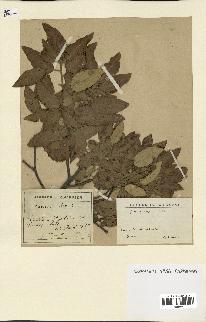 spécimen de Quercus ilex