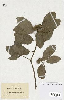spécimen de Quercus infectoria