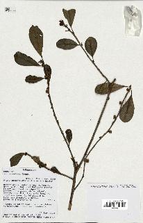 spécimen de Ficus reflexa