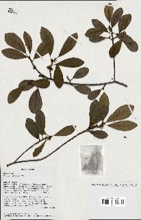 spécimen de Ficus reflexa