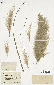 spécimen de Cortaderia selloana