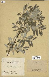 spécimen de Elaeagnus angustifolia