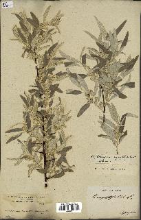 spécimen de Elaeagnus angustifolia