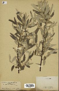 spécimen de Elaeagnus angustifolia