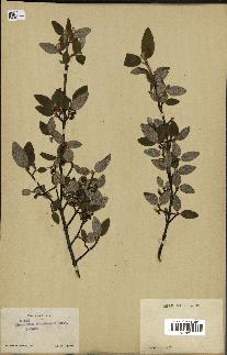 spécimen de Shepherdia canadensis