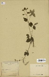 spécimen de indet.