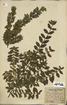 spécimen de Buxus sempervirens