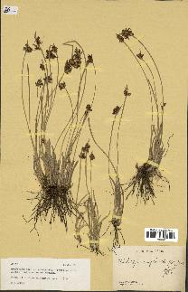 spécimen de Fimbristylis complanata