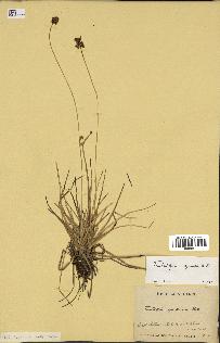 spécimen de Fimbristylis cymosa