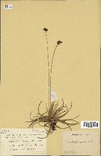 spécimen de Fimbristylis cymosa