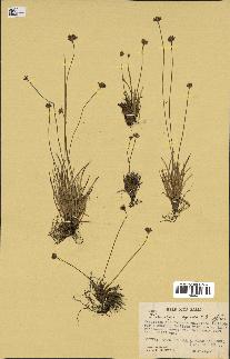 spécimen de Fimbristylis cymosa