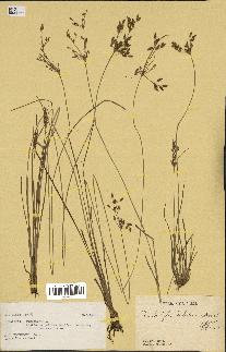 spécimen de Fimbristylis dichotoma