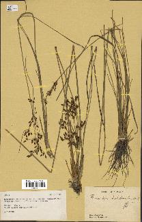 spécimen de Fimbristylis dichotoma