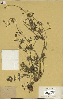 spécimen de Papaver hispidum