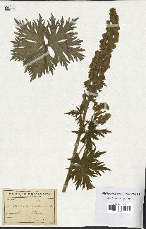 spécimen de Aconitum lycoctonum