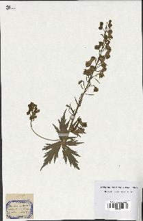 spécimen de Aconitum lycoctonum