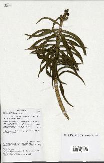 spécimen de Dracaena reflexa