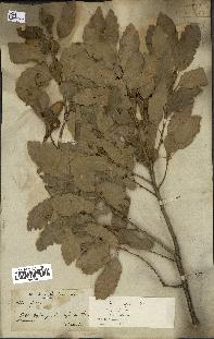 spécimen de Quercus infectoria