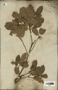 spécimen de Quercus infectoria