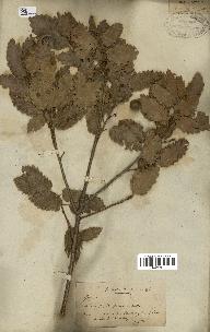 spécimen de Quercus infectoria