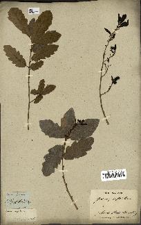 spécimen de Quercus infectoria