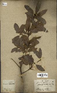spécimen de Quercus infectoria