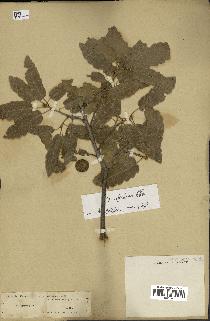 spécimen de Quercus infectoria