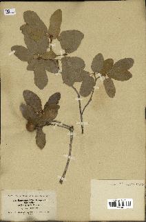 spécimen de Quercus infectoria