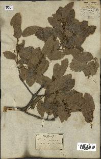 spécimen de Quercus infectoria
