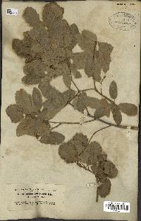 spécimen de Quercus infectoria
