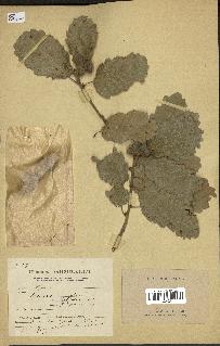 spécimen de Quercus infectoria