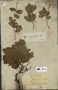 spécimen de Quercus infectoria