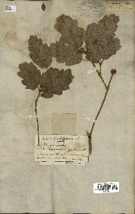 spécimen de Quercus infectoria