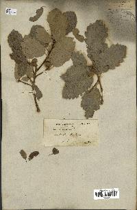 spécimen de Quercus infectoria