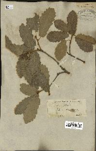 spécimen de Quercus infectoria