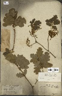 spécimen de Quercus lanuginosa