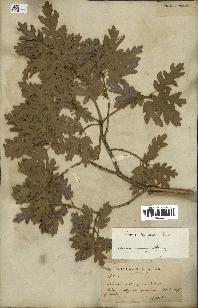 spécimen de Quercus lanuginosa