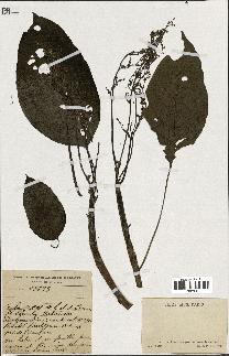 spécimen de indet.