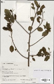 spécimen de Ficus reflexa